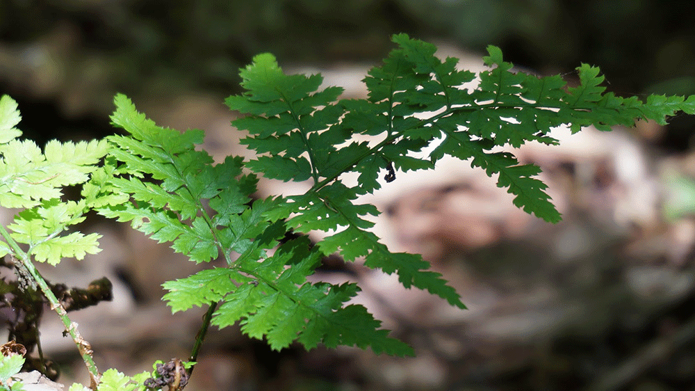 The leaf of a fern catching the dappled sunlight