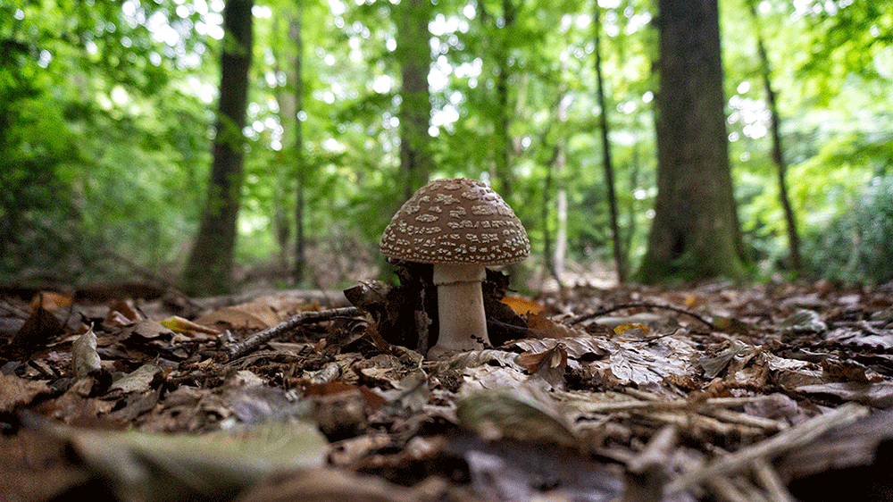The Blusher Mushroom - A close relative of the Fly Agaric