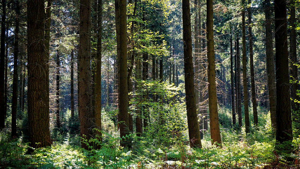 a view of trunks and undergrowth in a mixed forest